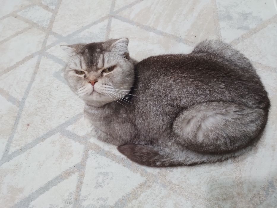 Отдам кошку в хорошие руки
