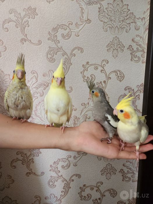 Продам ручных выкормышей корелл