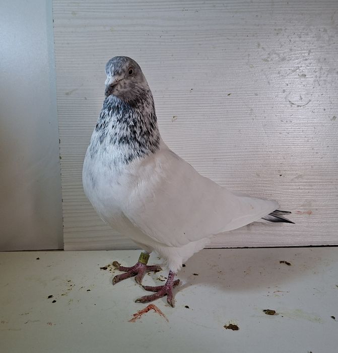 Голуби летноигровые