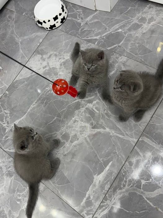 Британские котята