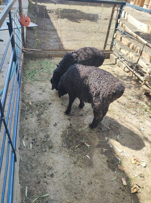 Ширбоз кучкор барра сотилади