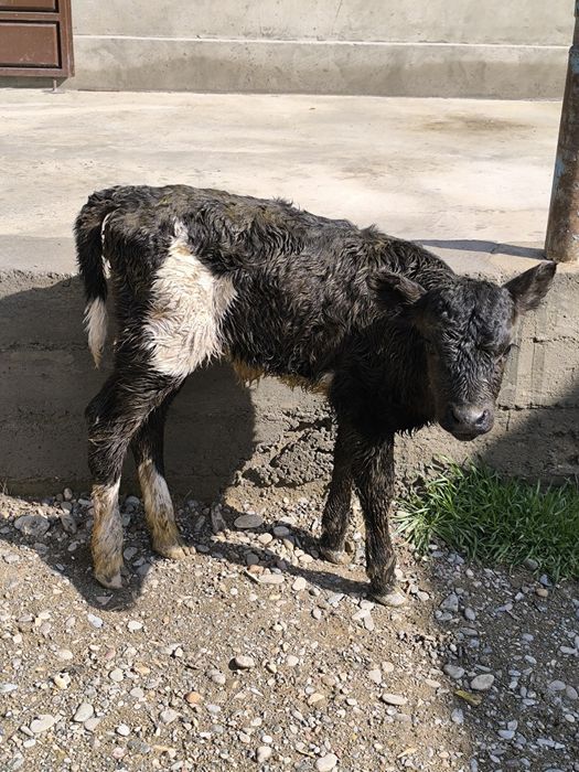 Продается теленок телка