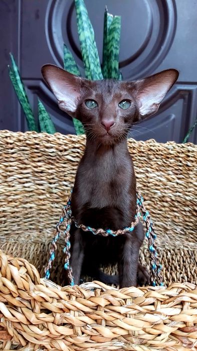 Ориентальный Котёнок ШОКОЛАД