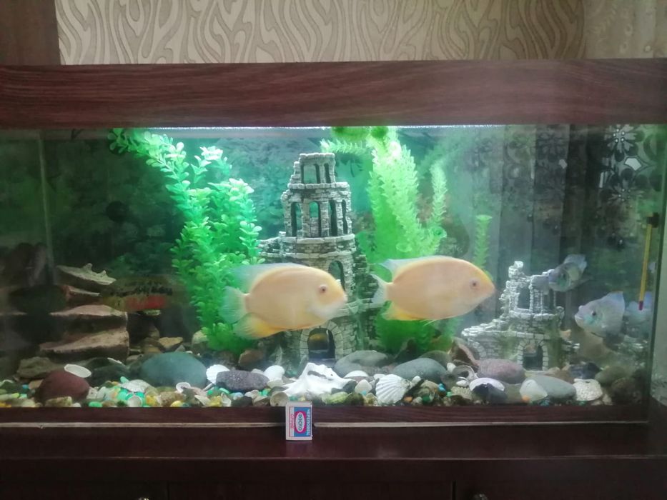 Аквариум с рыбками и со всем инвентарём