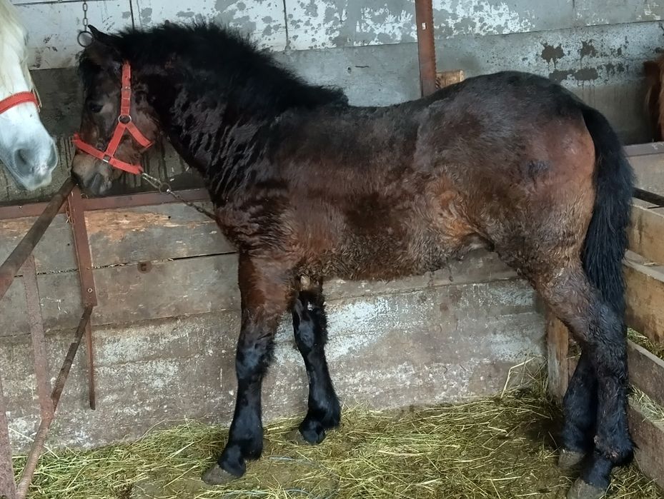 Manz metis de semigreu