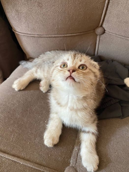 Котята шотландские вислоухие