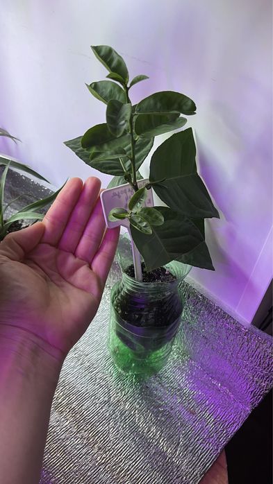 мандарин и лимон привитый от плодоносящего дерева