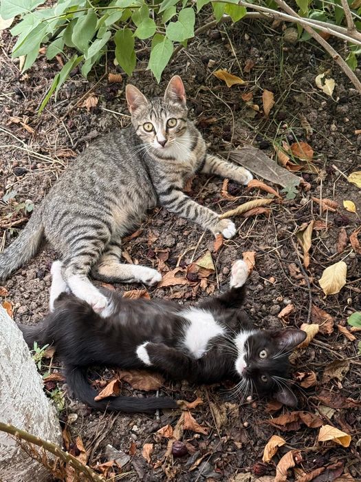Adoptie pui pisica in jud Constanta