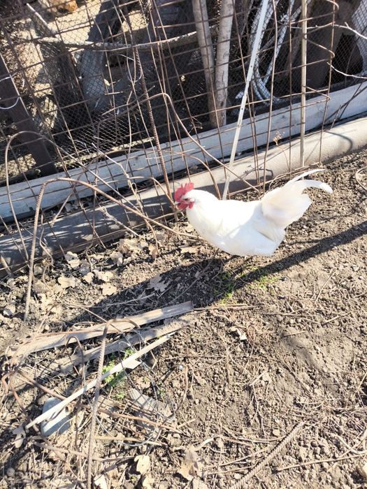 Продам молодых петухов по 5000