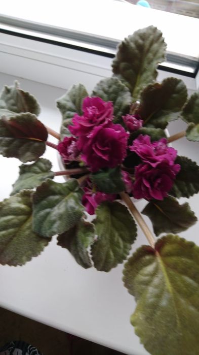 Фиалка в горшочках