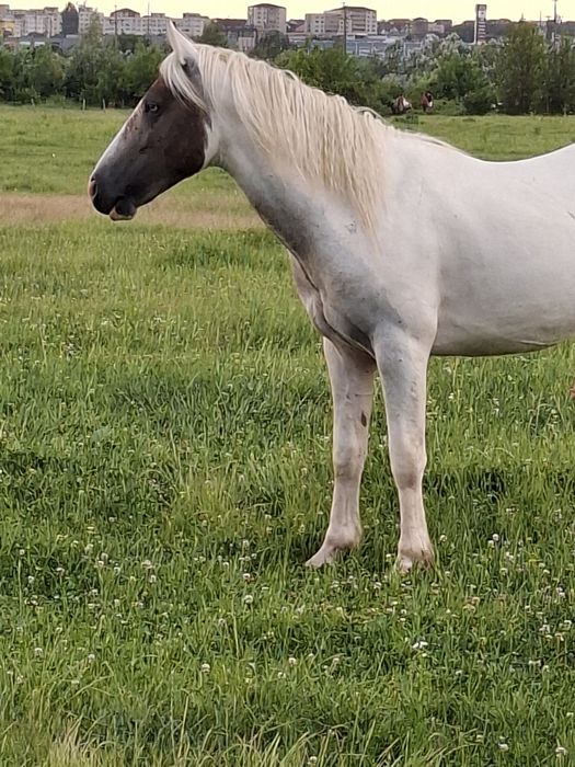 Vând cârlan de 2 ani si jumate forte cuminte