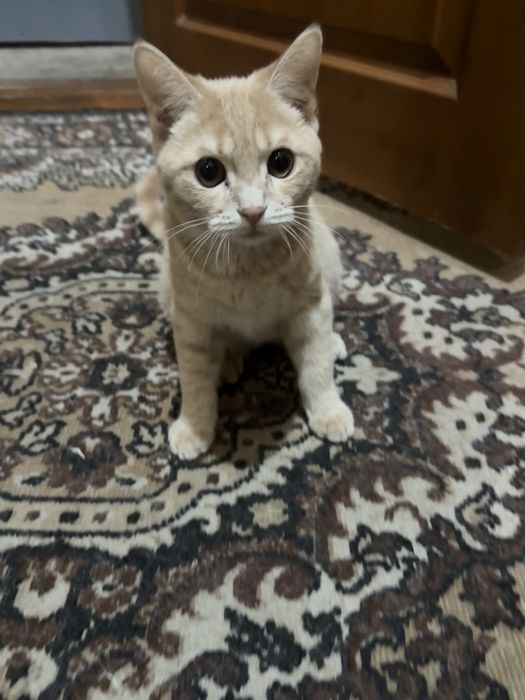 Котенок 5 месяцев
