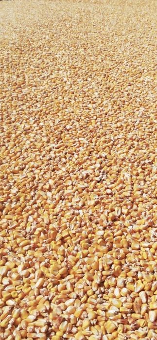 Porumb Boabe Vrac si Malai din Porumb Boabe