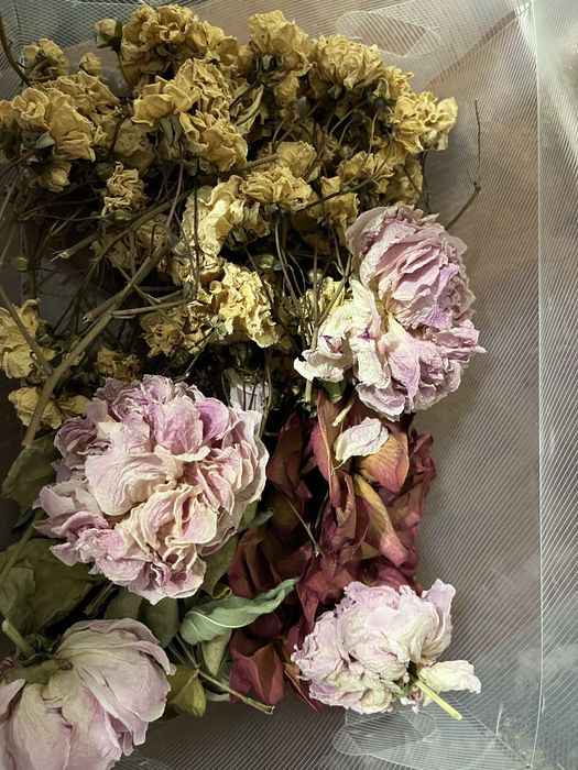 продам сухие цветы