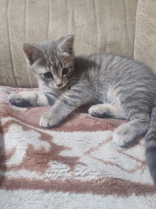 Отдам котёнка в добрые руки, мальчик