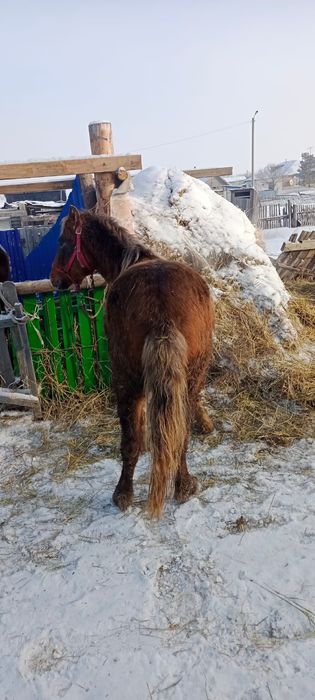 Продам тай с откорма