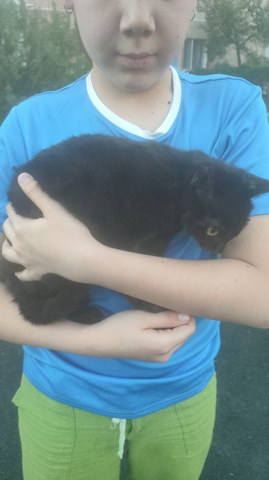 Котенок домашний
