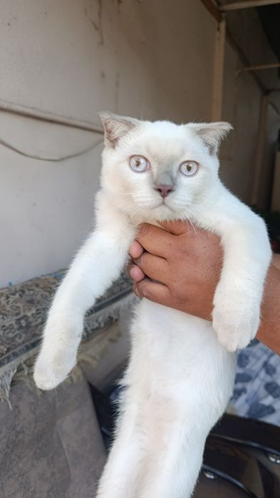 Отдам бесплатно кошку и кота