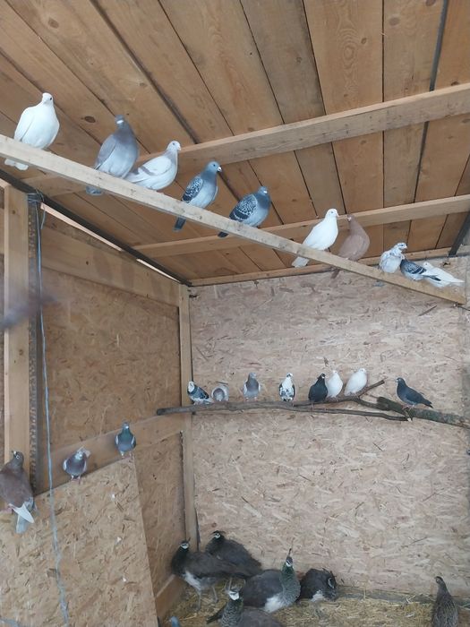 Vând lot de 20 de porumbei