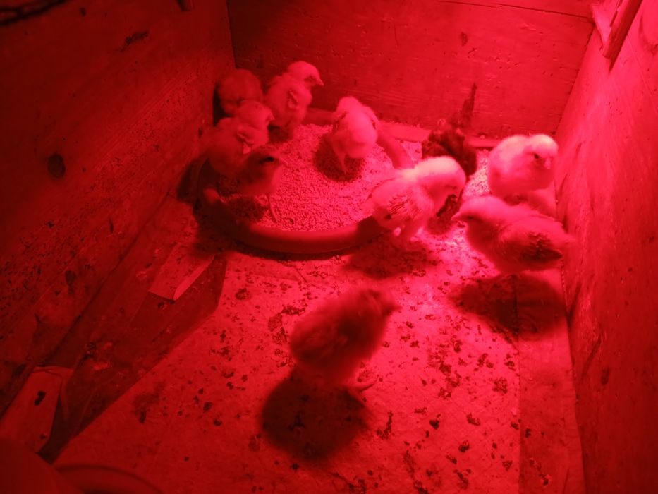 9 puișori din găini țărănești