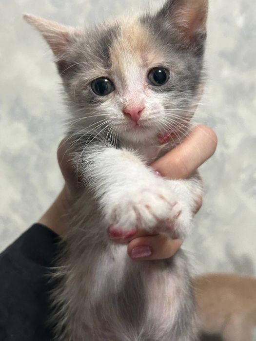 отдам котят в добрые руки