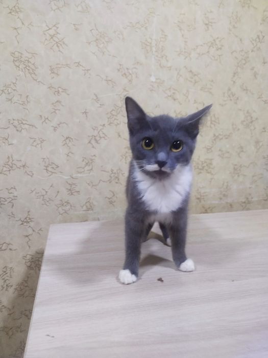 Кошечка 3 мес  возраст