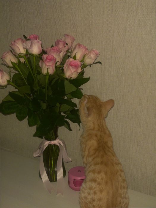 Рыжий котенок продам