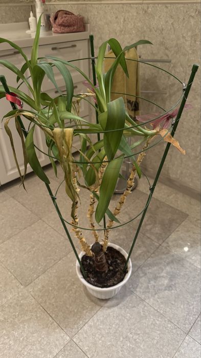 Продам комнатное растение