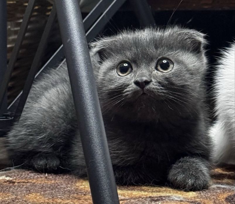 Котенок Скоттиш фолд вислоухий