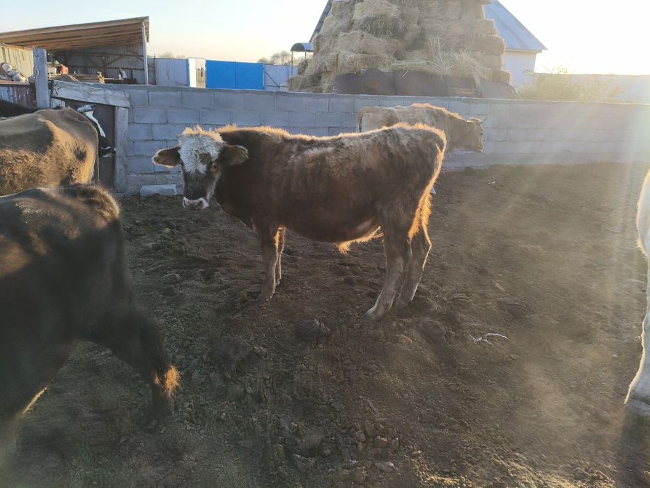 тайынша бұқалар сатылады