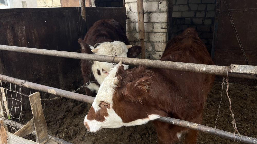 Сиыр сатылады семіз бабын да