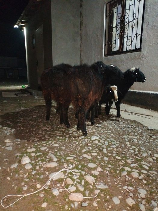 Токты Кошкарлар.      сатылады