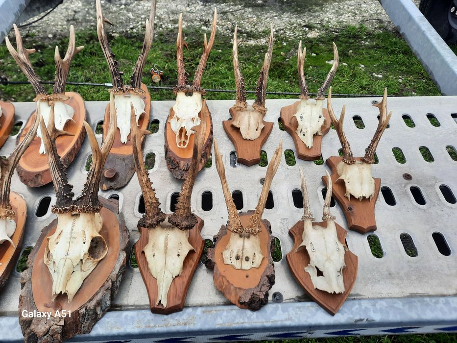 Еленски рога от сърндак.