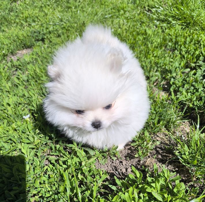 Померан мини момче