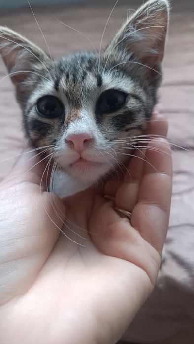 Подарявам 4 котета,2 женски.Спасени.