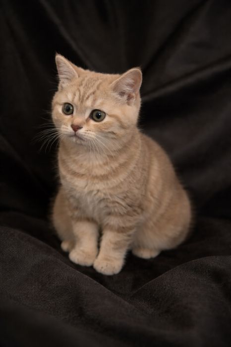 Шотландский кошка