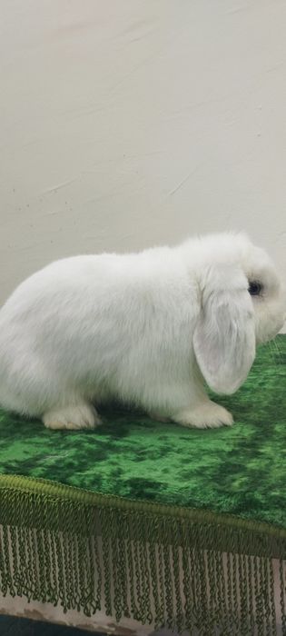 Куён сотилади. Тоза зотлар 300.000 дан балан