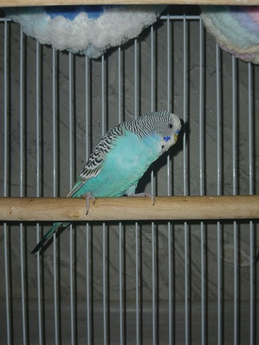 Комплект волнистых попугаев