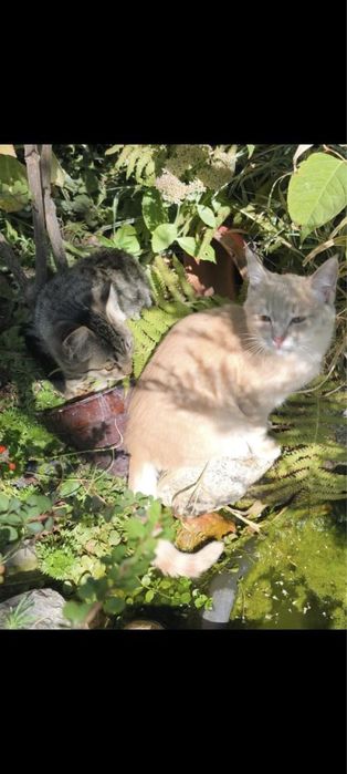 Дачные котики ждут своего хозяина!!