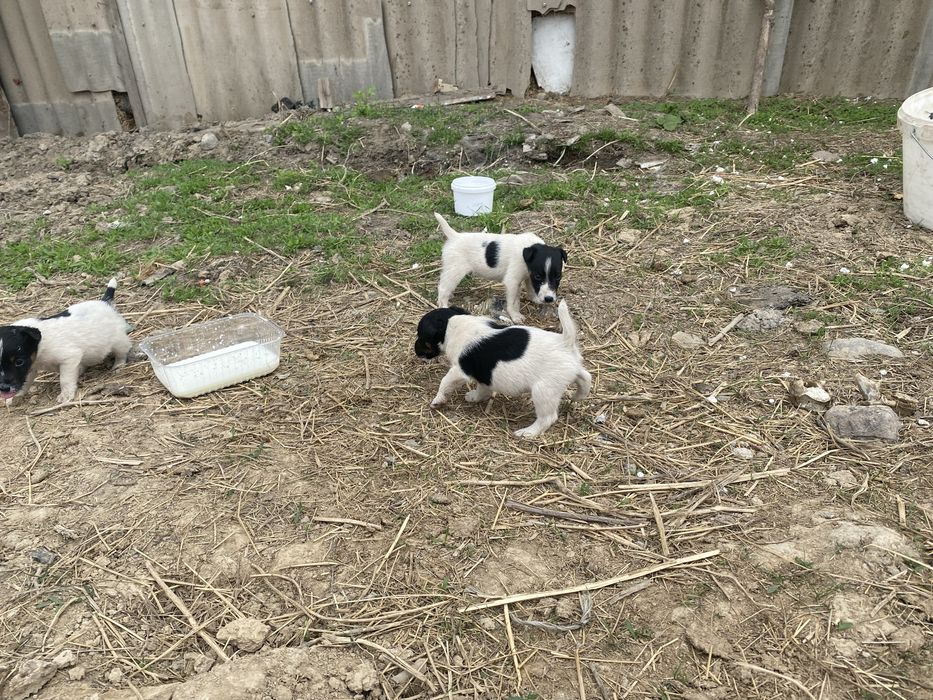 Глодка шорстный фокстерьер