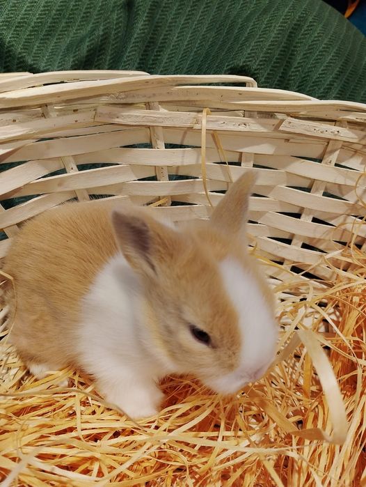 Pui iepurasi miny-toy miniatura POZE REALE!   ,rasa pitica).!