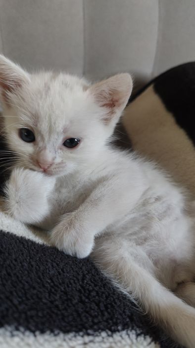 Продам  белую кошечку