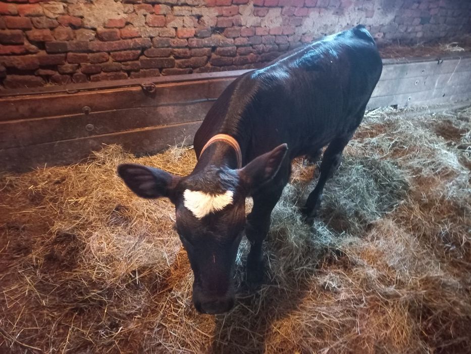 Vând 2 viței Angus