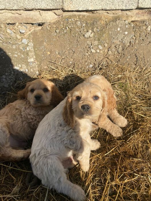 Англиский спаниель