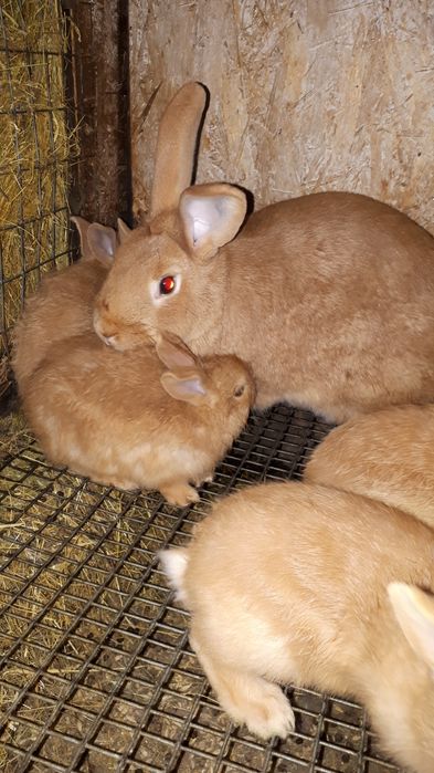 Продам кроликов не дорого.