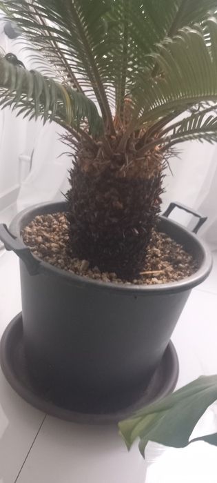 Palmier cicas revoluta japonez exotic