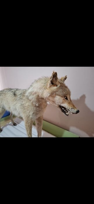 Волк Чучело волка