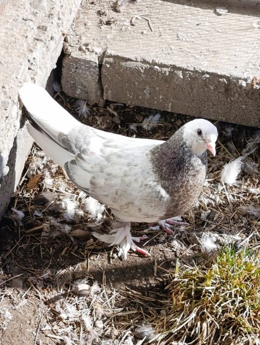 Продам голубей .