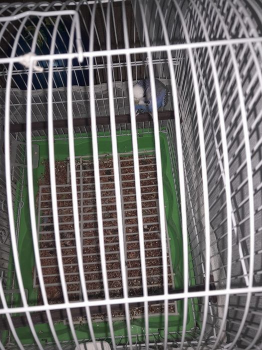 Продам продам Папугай