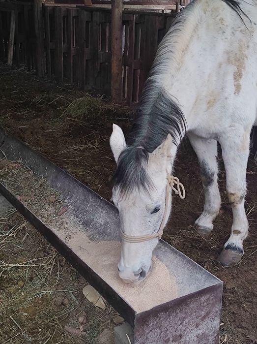 Кабыла на откорме